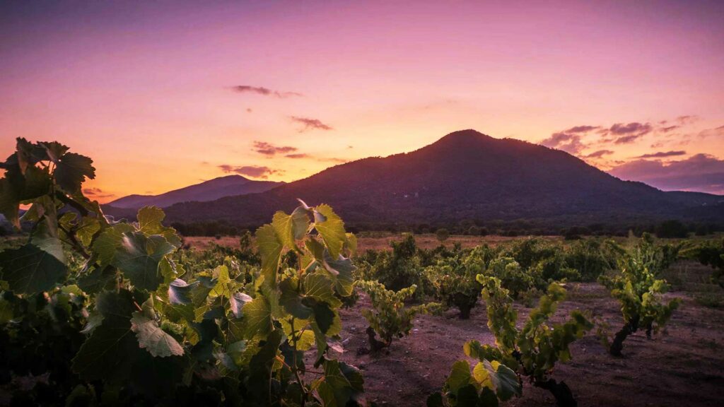 Auringonlasku Bodega Marañonesin tilalla - violetti taivas punertaa kukkulan takana ja etualalla on runsaasti viiniviljelmiä.