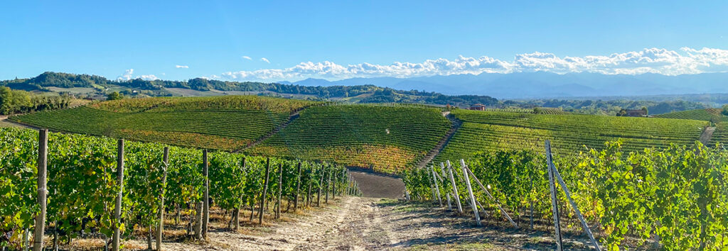 Maisemakuva viinitarhoilta San Pietrosta, Piemontesta, Italiasta. Taivas on kirkkaan sininen ja viiniköynnökset kirkkaan vihreitä. Keskellä kulkee tie.