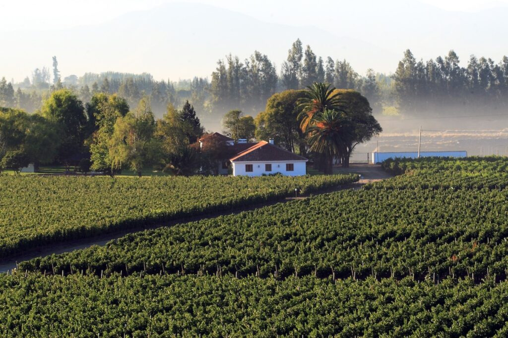 Morande Campo Romeral viinitila