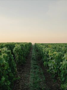 Kuva vehreistä viinitarhoista auringonlaskua ennen sadonkorjuun aikaan.