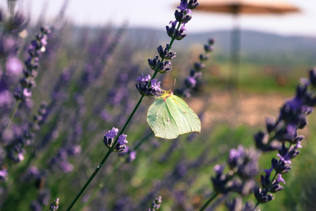 Perhospuutarhan yksityiskohta: perhonen laskeutuneena laventelin oksalle.