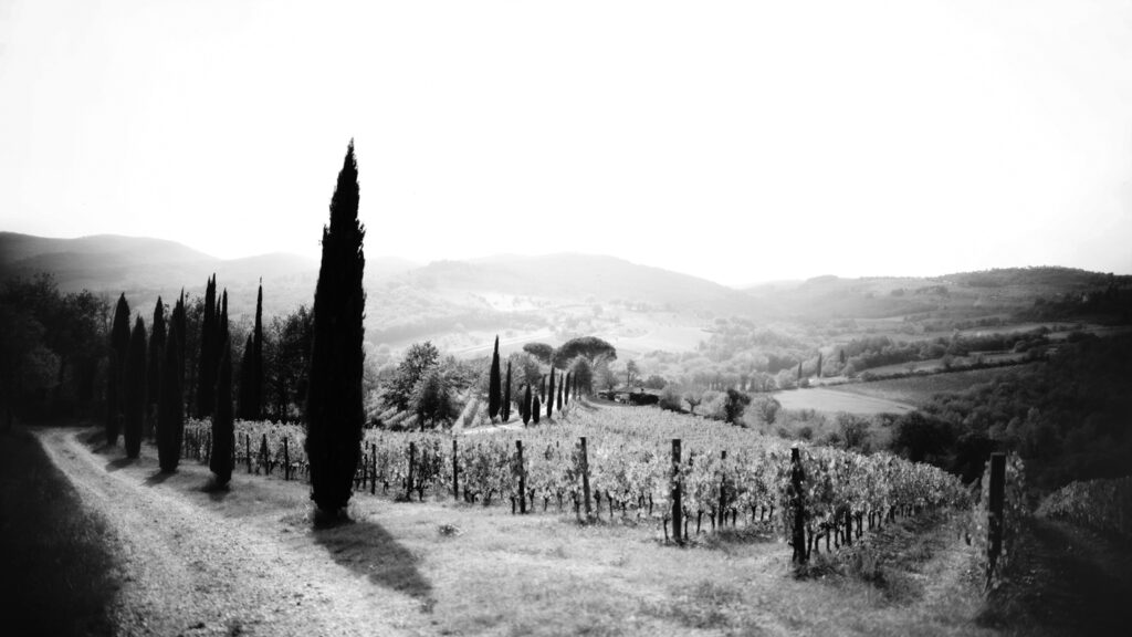 Tunnelmallinen mustavalkoinen kuva ylhäältä rinteeltä alaspäin kuvattuna: kauniita puita ja viinitarhoja sekä auringonpaistetta.
