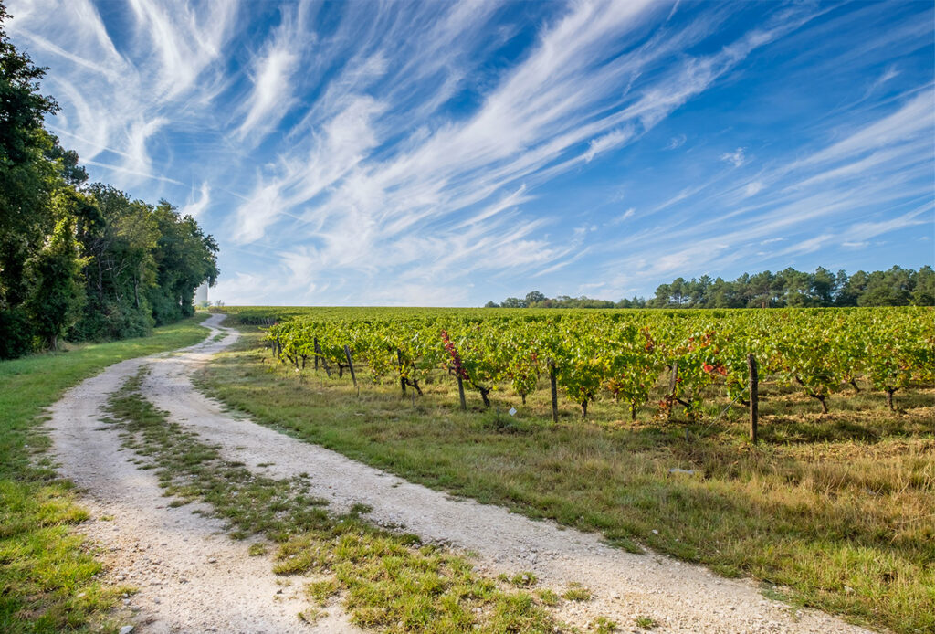 Maisemakuva Joël Delaunayn viinitarhoista Keski-Loiressa. Taivas on sininen ja köynnökset vihertävät. Kuvassa näkyy perinteinen maalaistie.