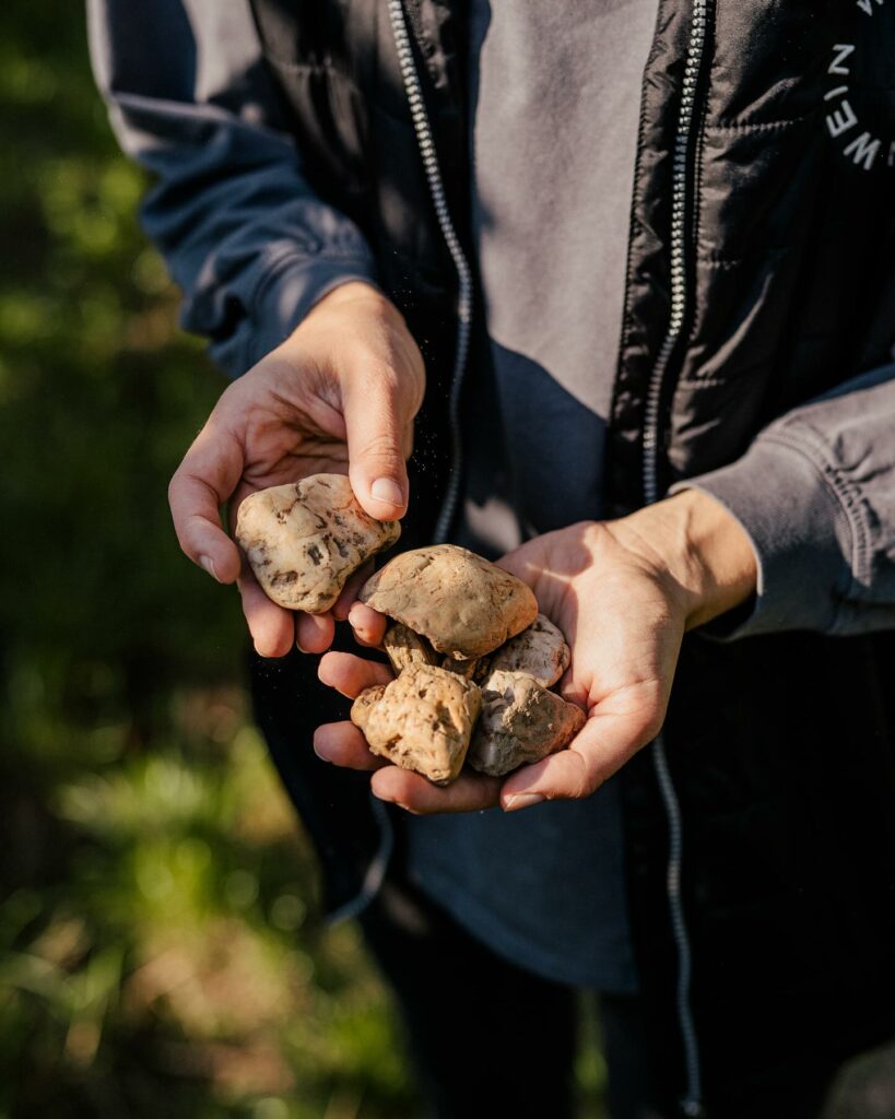 Kädet pitelevät maaperän kiviä