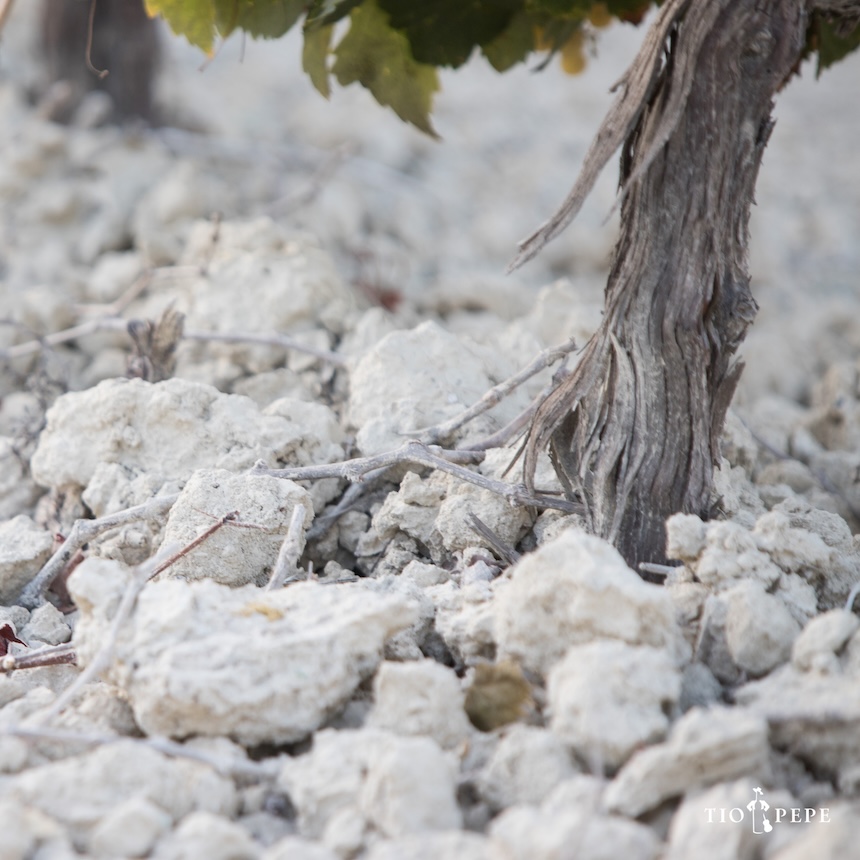 kalkkikivinen maaperä Jerezissä, Espanjassa