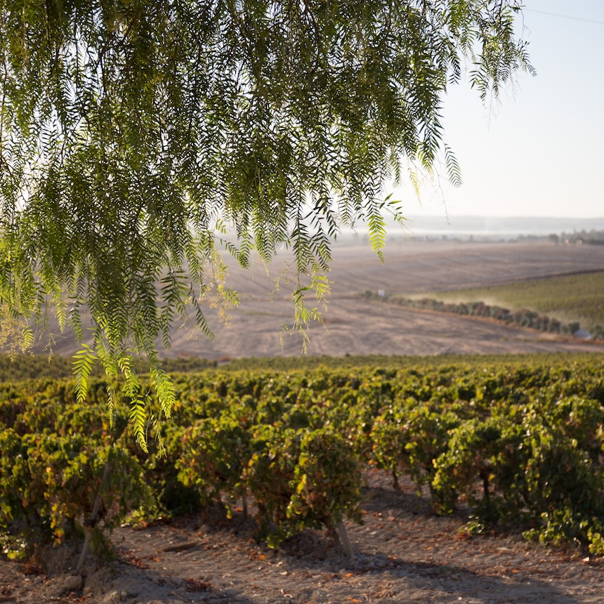 viiniviljelmiä Jerez de la Fronterassa