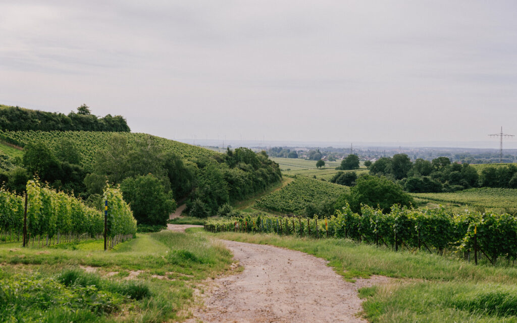 Maisemakuva Saksan maaseudulta: hiekka tie, kukkuloita, vehreitä viinitarhoja, puita ja kaukana häämöttävä kaupunki.