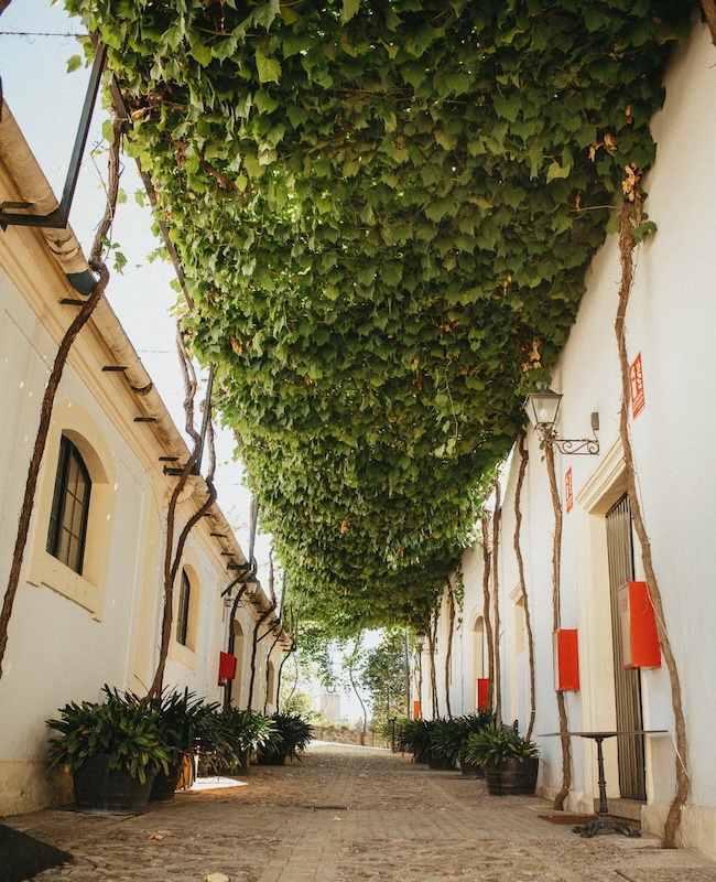 Tío Pepe pergola Jerezissä